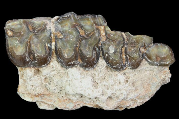 Oligocene Horse (Mesohippus) Jaw Section #101860